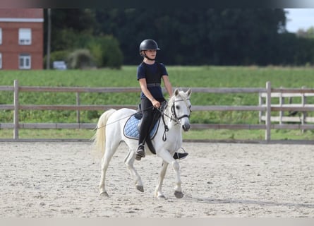 More ponies/small horses, Gelding, 11 years, 11.1 hh, White