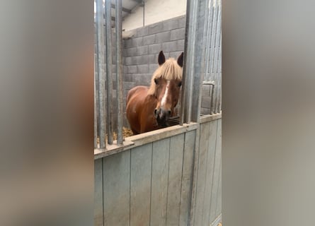 More ponies/small horses Mix, Gelding, 11 years, 13,1 hh