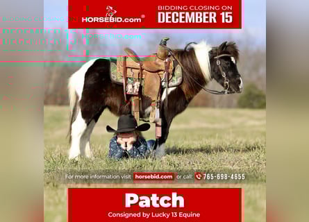 More ponies/small horses, Gelding, 11 years, 9 hh, Pinto