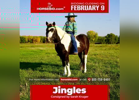 More ponies/small horses, Gelding, 12 years, 10 hh, Pinto