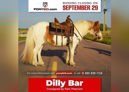 More ponies/small horses, Gelding, 12 years, 10 hh, Pinto
