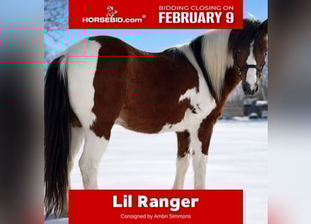 More ponies/small horses, Gelding, 12 years, 11,2 hh, Pinto