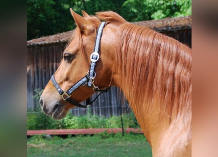 More ponies/small horses, Gelding, 12 years, 13,3 hh, Chestnut-Red