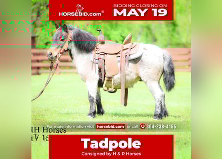 More ponies/small horses, Gelding, 12 years, 8.1 hh, Roan-Bay