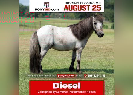 More ponies/small horses, Gelding, 12 years, 9 hh, Roan-Blue