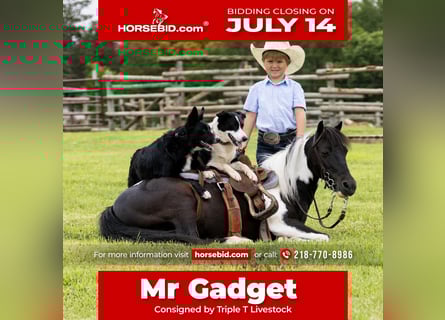 More ponies/small horses Mix, Gelding, 13 years, 10,3 hh