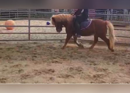 More ponies/small horses, Gelding, 13 years, 11.2 hh, Chestnut-Red