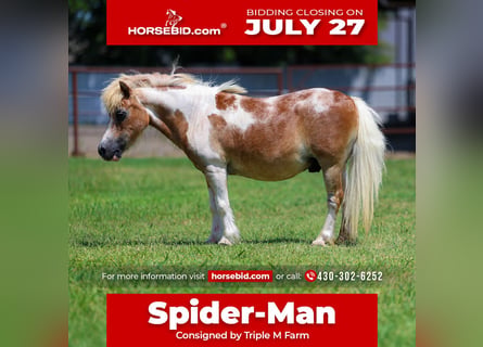 More ponies/small horses, Gelding, 13 years, 7.2 hh, Pinto