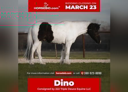 More ponies/small horses, Gelding, 13 years, Pinto