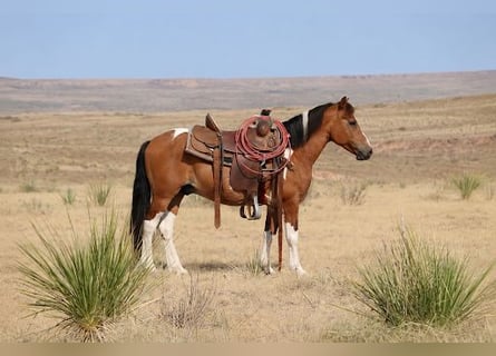 More ponies/small horses, Gelding, 13 years, Pinto