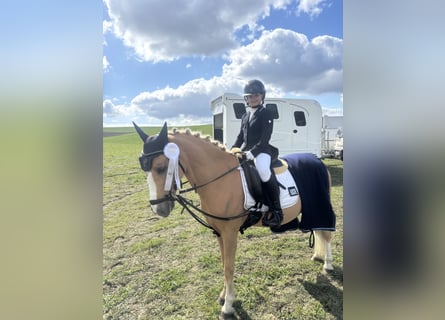 More ponies/small horses, Gelding, 14 years, 13,1 hh, Palomino