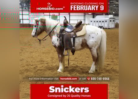 More ponies/small horses, Gelding, 15 years, 12,3 hh