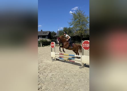 More ponies/small horses, Gelding, 15 years, 13.2 hh, Chestnut-Red