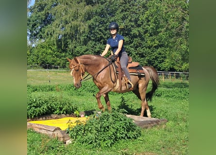 More ponies/small horses, Gelding, 15 years, 13.2 hh, Roan-Red