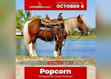 More ponies/small horses, Gelding, 15 years, 8 hh, Pinto