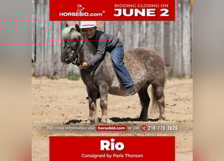 More ponies/small horses, Gelding, 15 years, 9 hh
