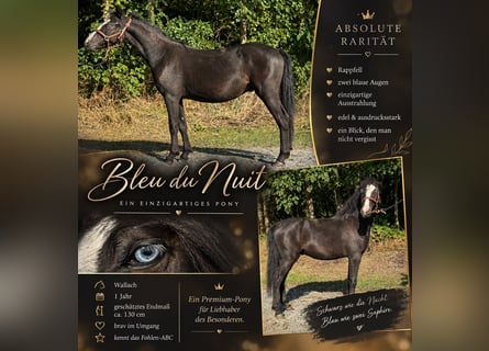 More ponies/small horses, Gelding, 1 year, 12.2 hh, Black