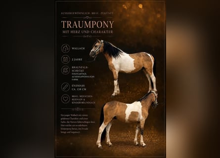 More ponies/small horses, Gelding, 2 years, 13.2 hh, Pinto