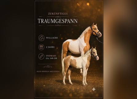 More ponies/small horses, Gelding, 2 years, 14.2 hh, Pinto
