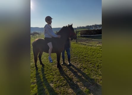 More ponies/small horses, Gelding, 3 years, 13,1 hh, Brown