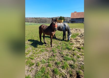More ponies/small horses, Gelding, 3 years, 13,1 hh, Brown