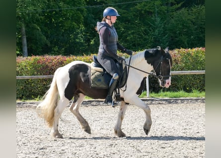 More ponies/small horses, Gelding, 3 years, 13,1 hh, Pinto