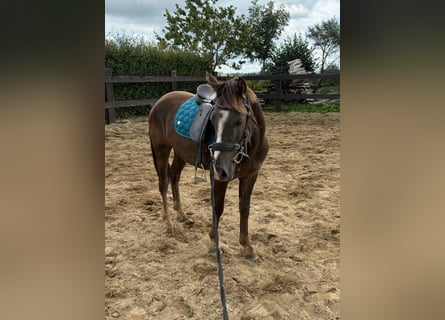 More ponies/small horses Mix, Gelding, 3 years, 13,2 hh, Chestnut