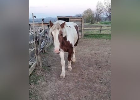 More ponies/small horses, Gelding, 3 years, 14,2 hh, Pinto