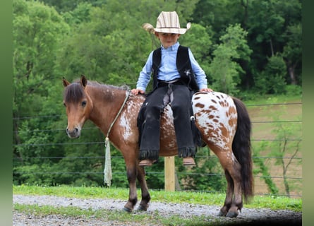 More ponies/small horses, Gelding, 3 years, 8,1 hh