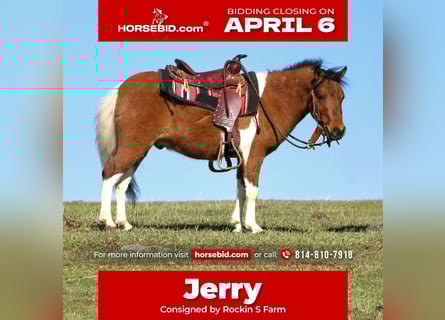 More ponies/small horses, Gelding, 3 years, 9 hh, Pinto