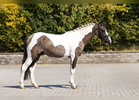 More ponies/small horses, Gelding, 3 years, Pinto