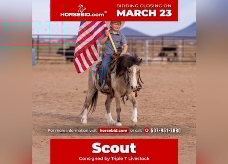 More ponies/small horses, Gelding, 4 years, 10.1 hh, Buckskin