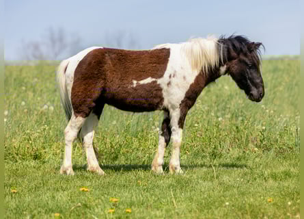 More ponies/small horses, Gelding, 4 years, 10.1 hh, Pinto