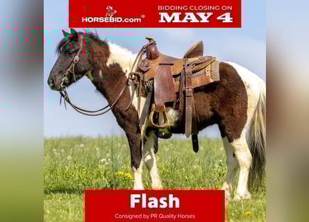 More ponies/small horses, Gelding, 4 years, 10.1 hh, Pinto