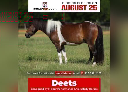 More ponies/small horses, Gelding, 4 years, 10 hh, Pinto