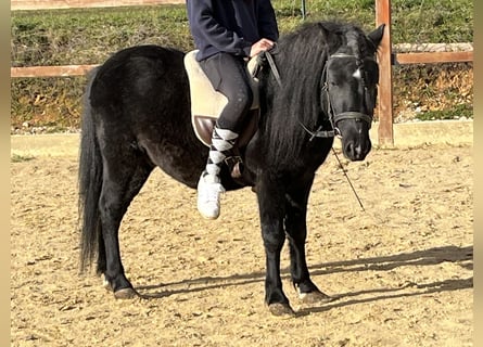 More ponies/small horses, Gelding, 4 years, 11.1 hh, Black