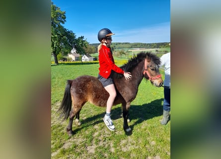 More ponies/small horses, Gelding, 4 years, 11.2 hh, Brown