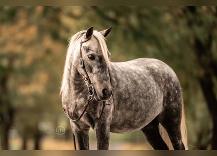 More ponies/small horses, Gelding, 4 years, 11 hh, Grey
