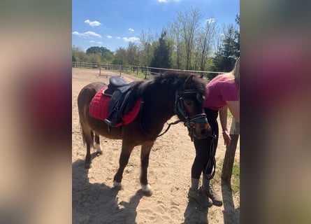 More ponies/small horses, Gelding, 4 years, 11,2 hh, Brown