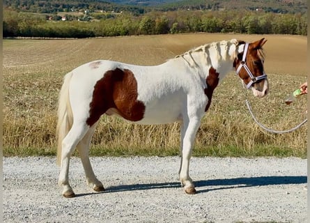 More ponies/small horses, Gelding, 4 years, 12.1 hh, Pinto