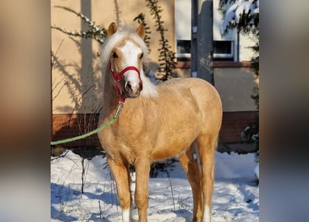More ponies/small horses, Gelding, 4 years, 12 hh, Palomino