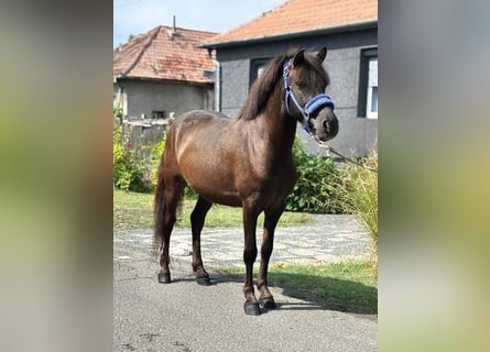 More ponies/small horses, Gelding, 4 years, 12,1 hh, Brown