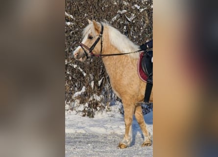 More ponies/small horses, Gelding, 4 years, 12,1 hh, Palomino