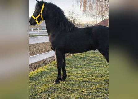 More ponies/small horses, Gelding, 4 years, 12,2 hh, Black