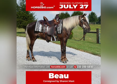 More ponies/small horses, Gelding, 4 years, 13.2 hh