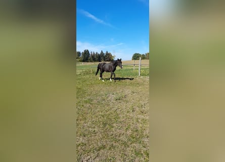 More ponies/small horses Mix, Gelding, 4 years, 13.3 hh, Black