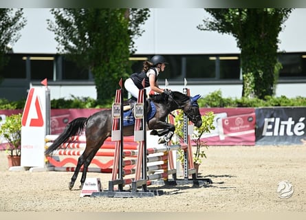 More ponies/small horses, Gelding, 4 years, 13,1 hh, Gray-Dark-Tan
