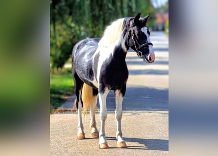 More ponies/small horses, Gelding, 4 years, 13,2 hh, Pinto