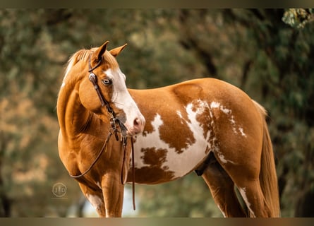 More ponies/small horses, Gelding, 4 years, 13,2 hh, Pinto