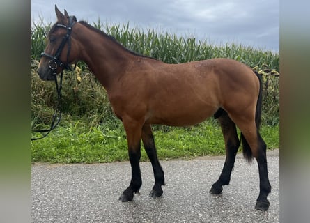 More ponies/small horses, Gelding, 4 years, 14.1 hh, Brown-Light
